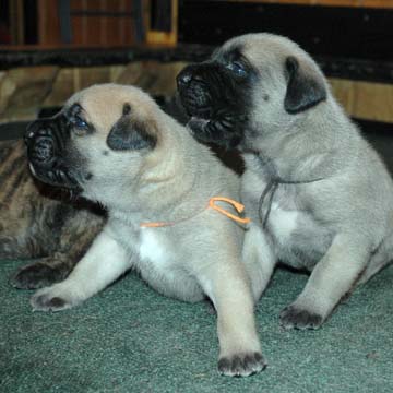 2 weeks old - Pictured with Hobbes (Apricot Male) on the right