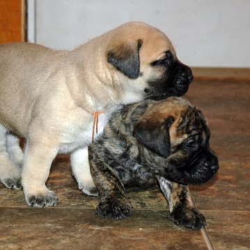 3 weeks old - Pictured with Brodie (Apricot Male)