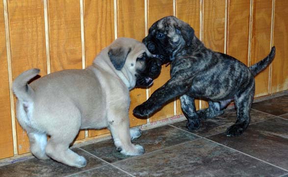 4 weeks old - Pictured with Brodie (Apricot Male)