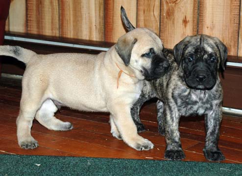 5 weeks old - Pictured with Brodie (Apricot Male)