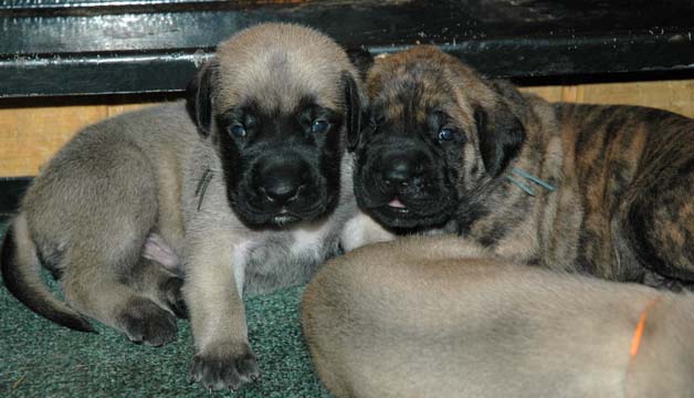 2 weeks old - Pictured with Tigger (Brindle Male)