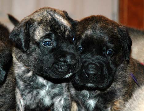 3 weeks old - Pictured with Bubbles (Brindle Female) on the right