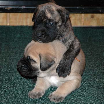 3 weeks old - Pictured with Dozer (Brindle Male)