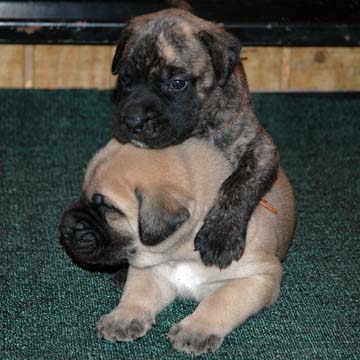 3 weeks old - Pictured with Brodie (Apricot Male)