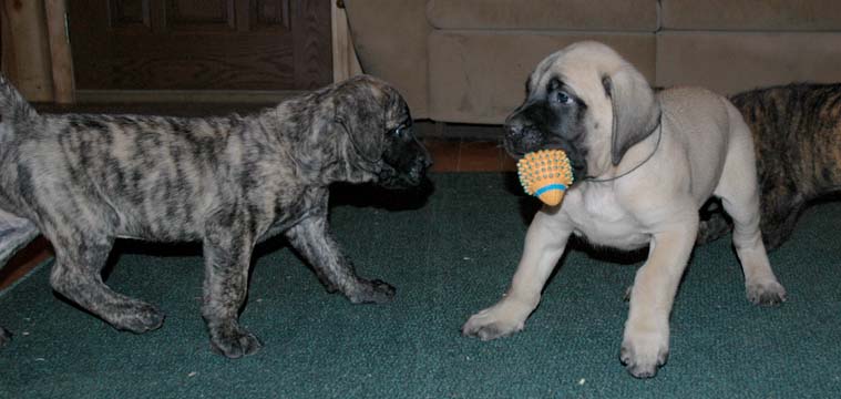 6 weeks old - Pictured with Hobbes (Apricot Male)