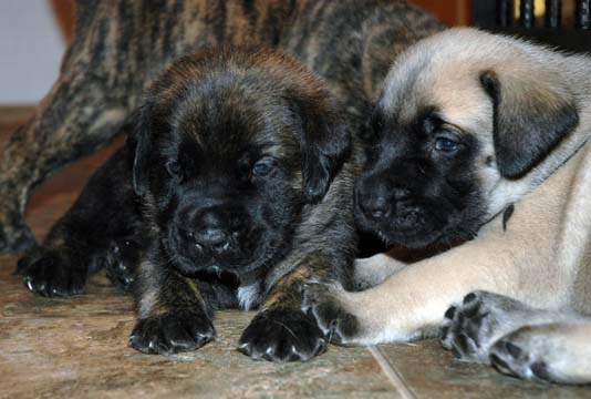 3 weeks old - Pictured with Camo (Brindle Male)