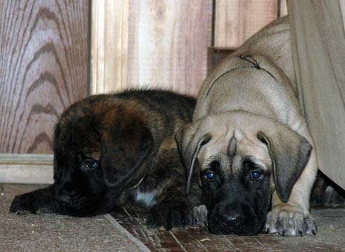 6 weeks old - Pictured with Camo (Brindle Male)