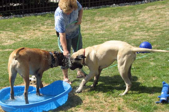 Bacchus at 2.5 years old; Hooch at 7 months old; Bacchus at 2.5 years