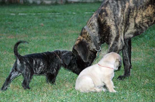 5 weeks old with Lady Madison at 7 months old