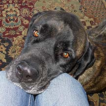 Remi - Brindle Female American Mastiff