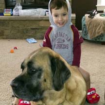 Newman (in MD) - Apricot Male American Mastiff