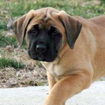 Phoebe - Apricot Female American Mastiff