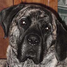 Tico - Brindle Female American Mastiff