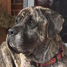 Raven - Brindle Female American Mastiff