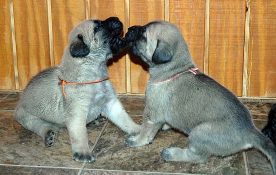 3 weeks old - Pictured with Max (Fawn Male) on the left