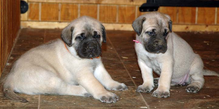 4 weeks old - Pictured with Sydney (Fawn Female) on the right