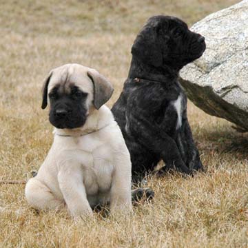 6 weeks old - Pictured with Thor (Fawn Male)