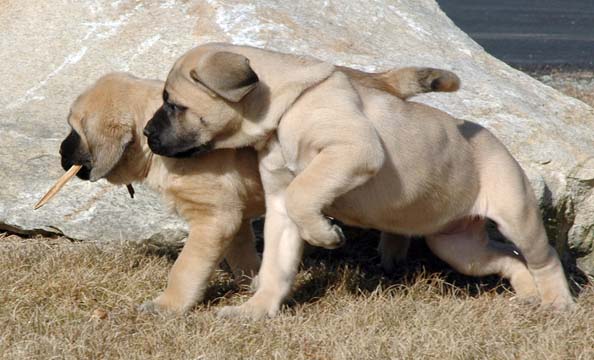 7 weeks old - Pictured with Coda (Fawn Male) on the left