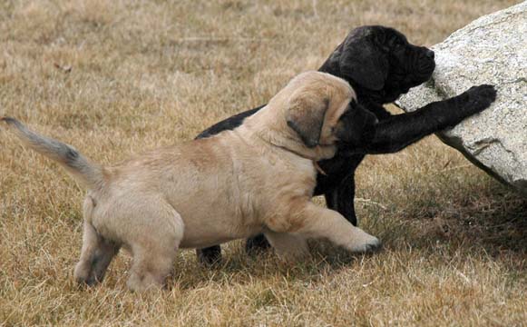 6 weeks old - Pictured with Princess (Brindle Female)