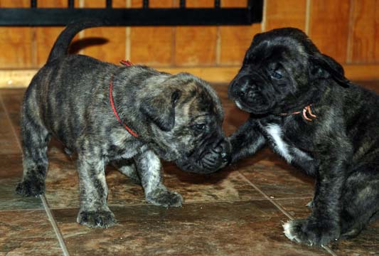 3 weeks old - Pictured with Moose (Brinlde Male) on the left