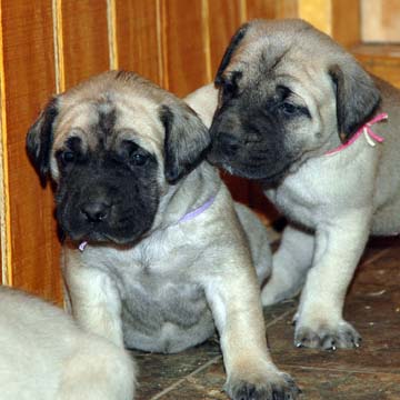 4 weeks old - Pictured with Sydney (Fawn Female) on the right