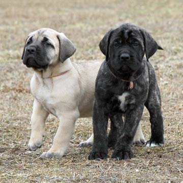 6 weeks old - Pictured with Princess (Brindle Female)