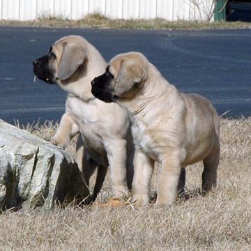 7 weeks old - Pictured with Coda (Fawn Male) lying down and on the right