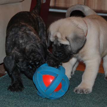 5 weeks old - Pictured with Princess (Brindle Female)