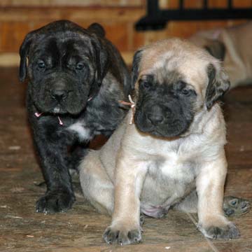 4 weeks old - Pictured with Coda (Fawn Male) on the right