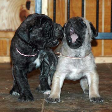4 weeks old - Pictured with Princess (Brindle Female)