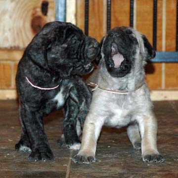 4 weeks old - Pictured with Coda (Fawn Male) on the right