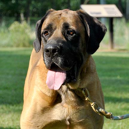 Crank - Apricot Male American Mastiff