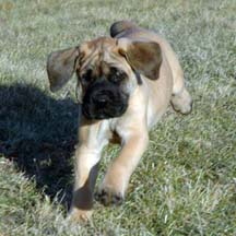 Earl - Apricot Male American Mastiff