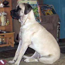 Thor - Fawn Male American Mastiff