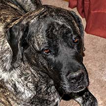 Shadow - Brindle Male American Mastiff