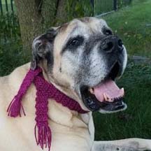 Sydney - Fawn Female American Mastiff