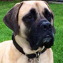 Sadie - Fawn Female American Mastiff