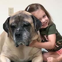 Josephine - Fawn Female American Mastiff