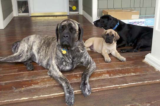 American Mastiff Rescue Mn