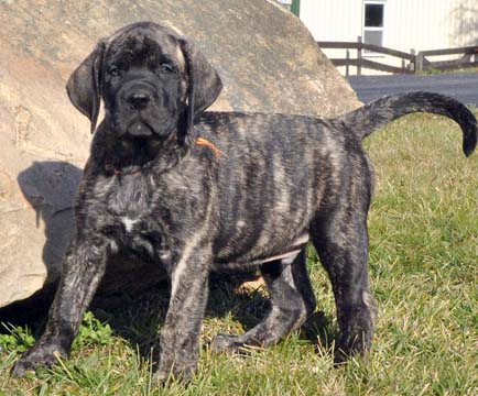 8 week old mastiff