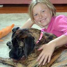 Gidget - Brindle Female American Mastiff