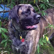 Daisy - Brindle Female American Mastiff