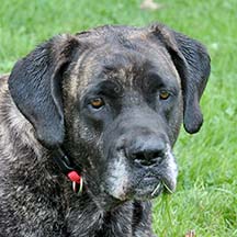 Lucy - Brindle Female American Mastiff