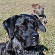 Macey - Brindle Female American Mastiff