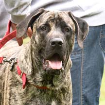 Jax - Brindle Male American Mastiff