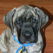 Maple - Brindle Female American Mastiff