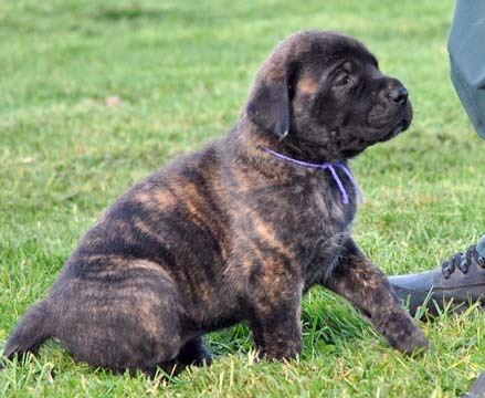 what is a reverse brindle mastiff