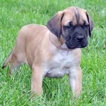 Grizzly - Apricot Male American Mastiff