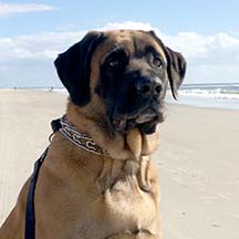 Bear - Apricot Male American Mastiff