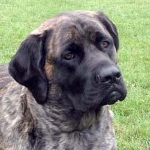 Lucy - Brindle Female American Mastiff